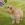 Maltipoo